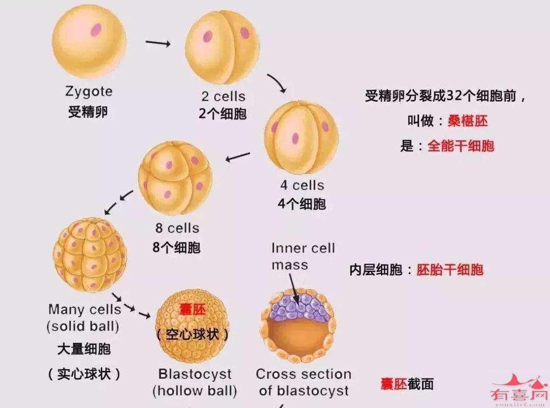 武汉富博供卵做试管代生中心