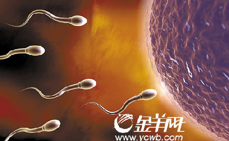 广州供卵做试管婴儿价格多少费用