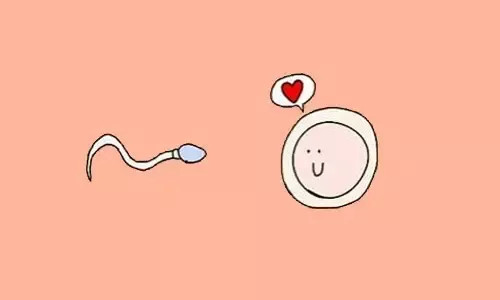 子宫内膜薄影响试管婴儿成功率吗