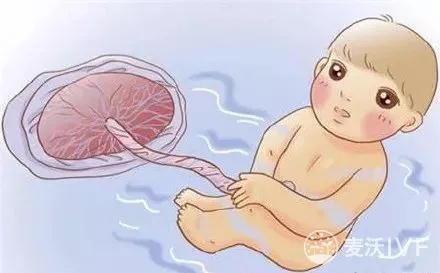 有遗传性球形(椭圆形)可以做代怀女孩宝宝吗？